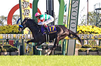 Kikuka Sho (Japanese St. Leger) (G1)